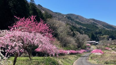 あさぼらけ写真館
