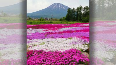 あさぼらけ写真館