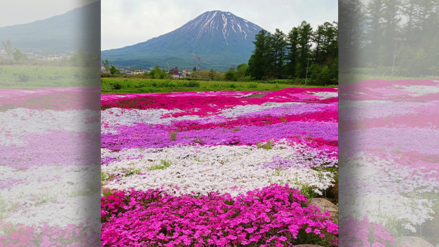 あさぼらけ写真館