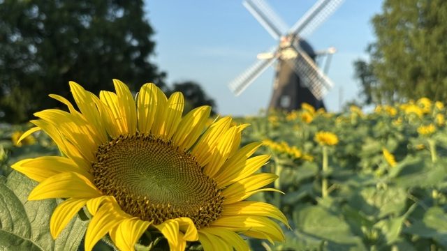 あさぼらけ写真館